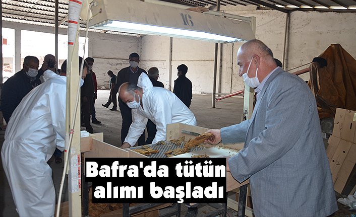 Bafra'da tütün alımı başladı