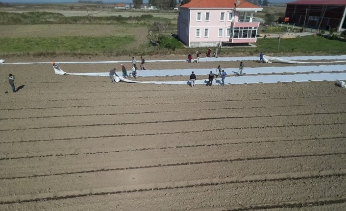 Bafra Ovası'nda karpuz ekimi başladı