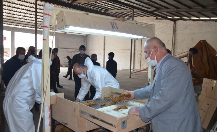 Bafra'da tütün alımı başladı