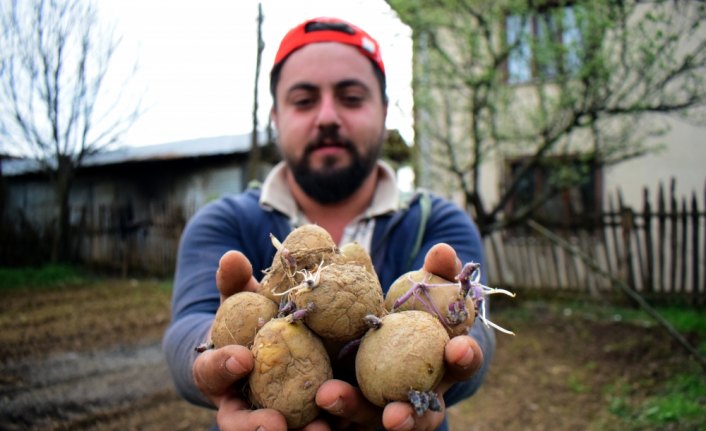 Batı Karadeniz'de patates ekimine başlandı