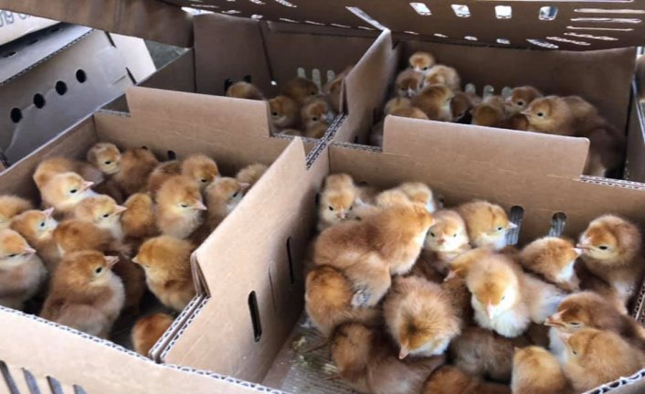 Düzce'de çiftçilere 10 bin civciv dağıtıldı