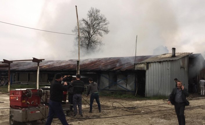 Düzce'de kümeste çıkan yangında binlerce tavuk telef oldu