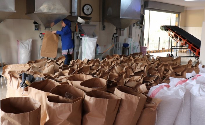 Fındık kırma ve işleme fabrikalarından istihdama büyük katkı