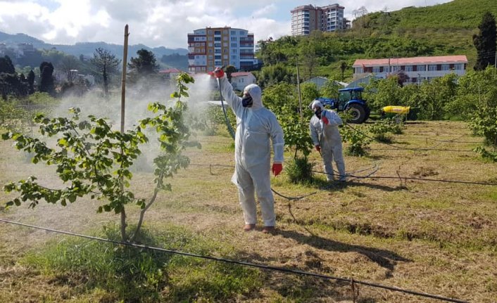 Fındık üreticilerine hastalık ve zararlılara karşı zirai mücadele çağrısı