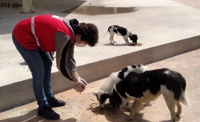 Genç Kızılay gönüllüleri sokak hayvanlarına mama verdi