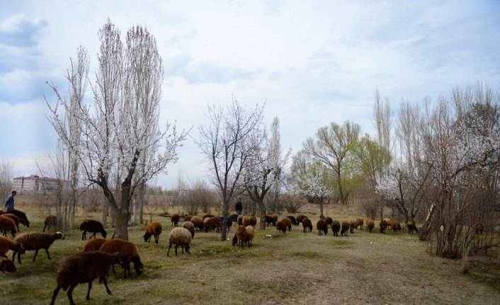 Iğdır'da çobanların mesaisi başladı
