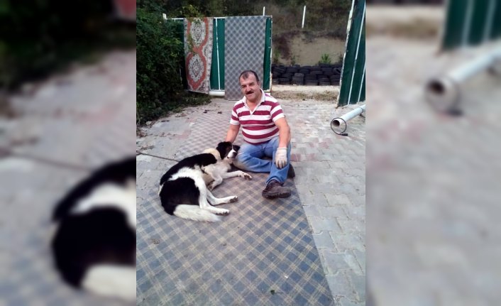 Karabük'te köpeği vurulan kişi şikayetçi oldu