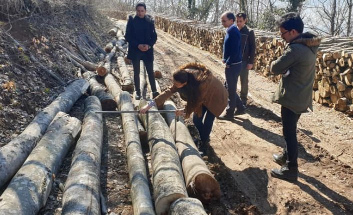 Mudurnu ormanlarında damga çalışmaları başladı