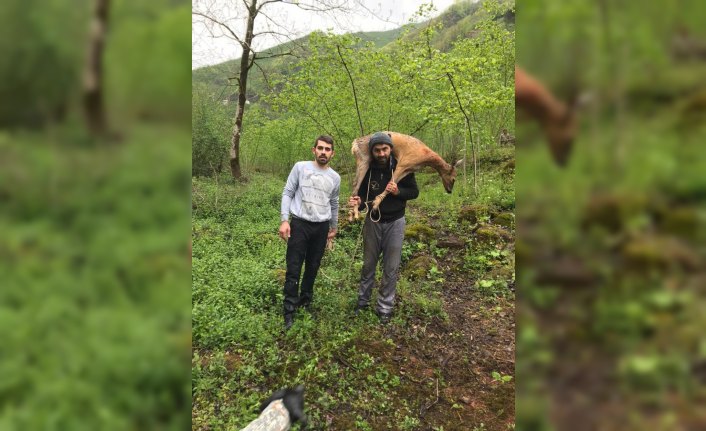 Ordu'da sırtta taşınan yaralı karaca tedavi altına alındı