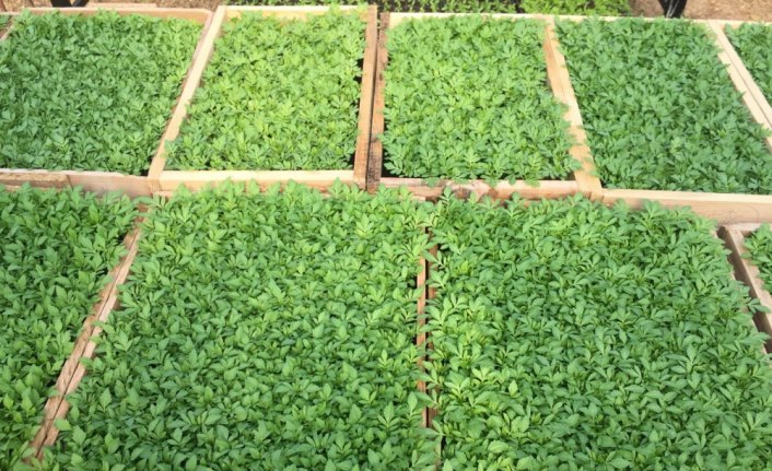 Safranbolu'da çiçekler toprakla buluştu