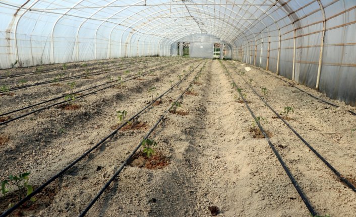 Safranbolu'nun yerli domatesi 