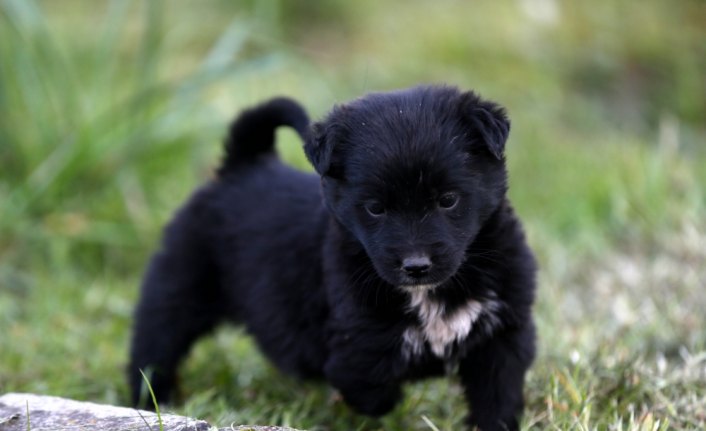 Tek patisi olmayan yavru köpeğe ailece özenle bakıyorlar