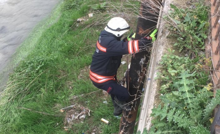 Trabzon'da dere kenarında mahsur kalan köpek itfaiye ekiplerince kurtarıldı