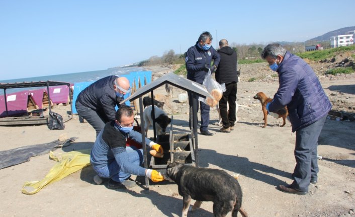 Ünye'de sokak hayvanları için besleme kapları yerleştirildi