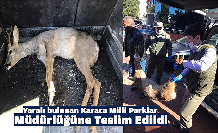Yaralı bulunan Karaca Milli Parklar Müdürlüğüne Teslim Edildi