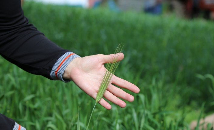 Artvin’de buğday tarımı yerel tohumla  canlanacak