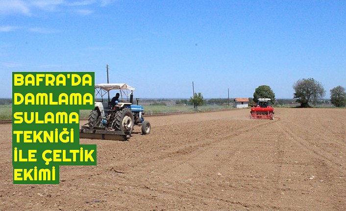 BAFRA'DA DAMLAMA SULAMA TEKNİĞİ İLE ÇELTİK EKİMİ