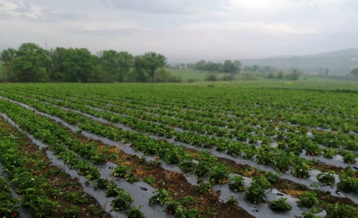 Bafra Ovası'nda çilek hasadı başladı