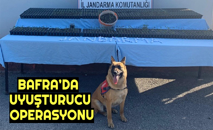 BAFRA’DA UYUŞTURUCU OPERASYONU