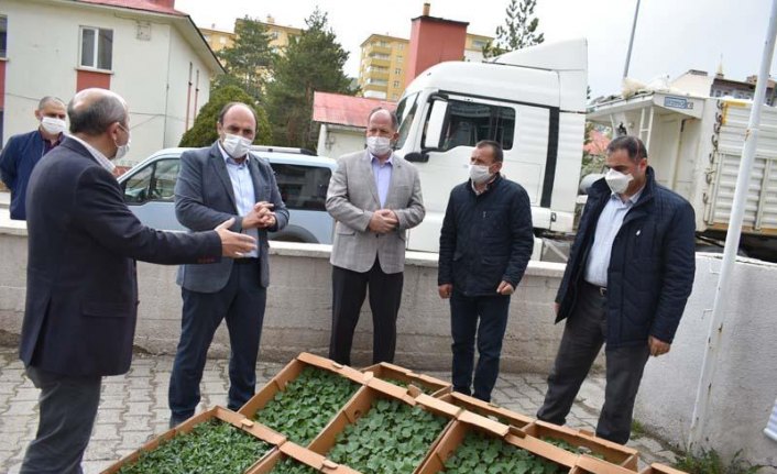 Bayburt'ta çiftçilere ücretsiz 40 bin sebze fidesi dağıtılacak