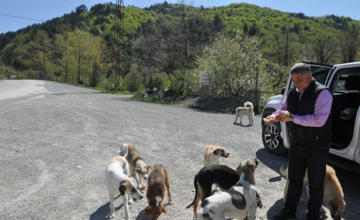 Belediye başkanı sokak hayvanlarını eliyle besledi