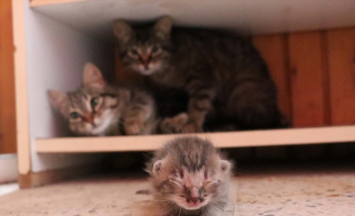 Bolu'da yavruları ölen kedi başka yavruları besliyor