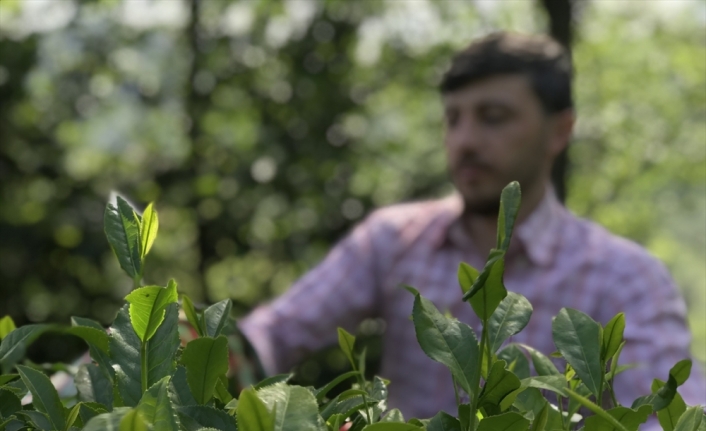 ÇAYKUR'dan birinci sürgün yaş çay alımları açıklaması: