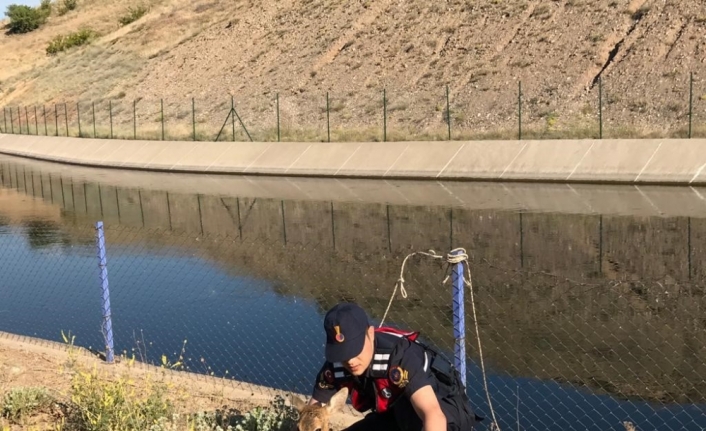 Çorum'da sulama kanalına düşen karacayı jandarma kurtardı