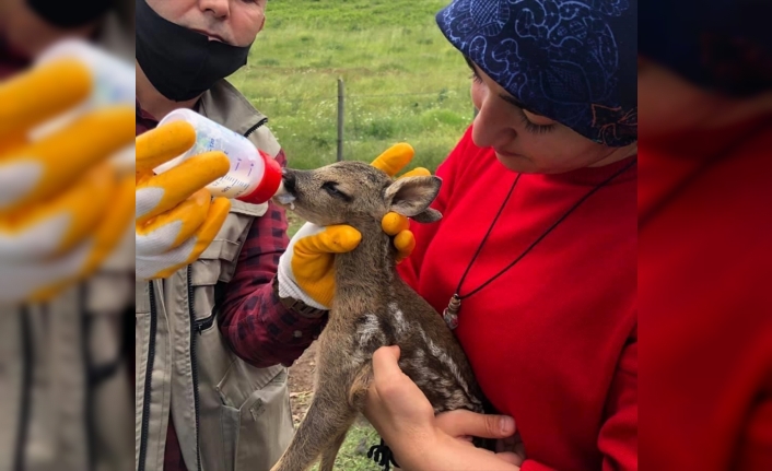 Derede bulunan karaca yavrusu, geçici olarak verildiği ailede koruma altına alındı