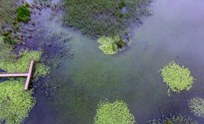 Efteni Kuş Cenneti doğaseverlerle bulaşmayı bekliyor