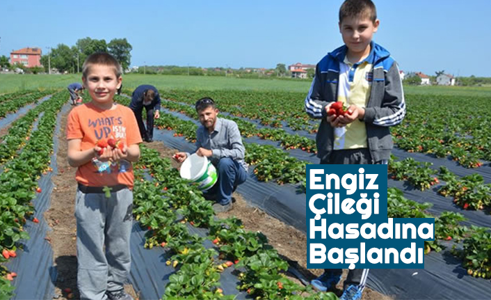 Engiz Çileği Hasadına Başlandı