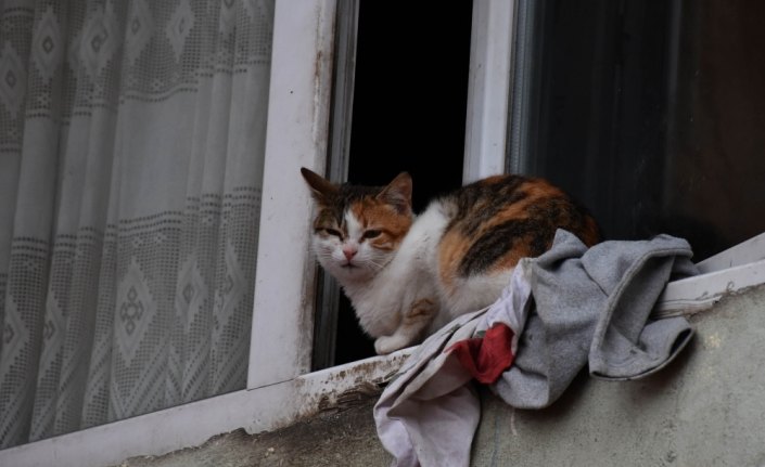 Felçli kediden etkilendi, sokak hayvanlarına 