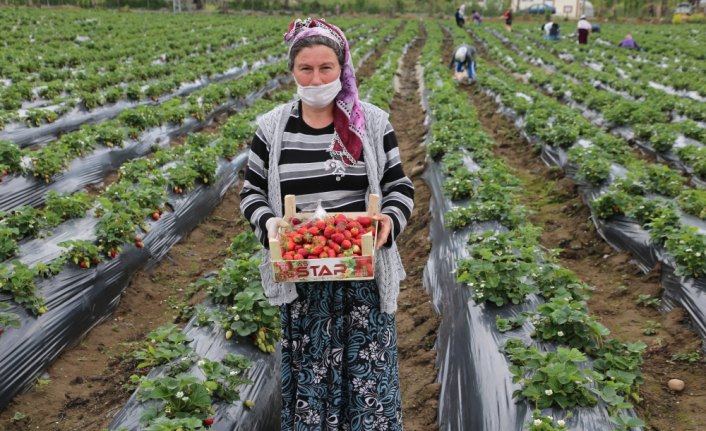 Fındık diyarı Ordu'da çilek hasadı başladı