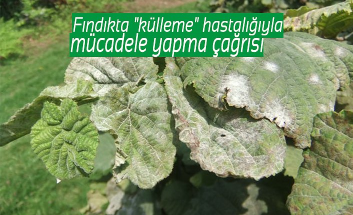 Fındıkta "külleme" hastalığıyla mücadele yapma çağrısı