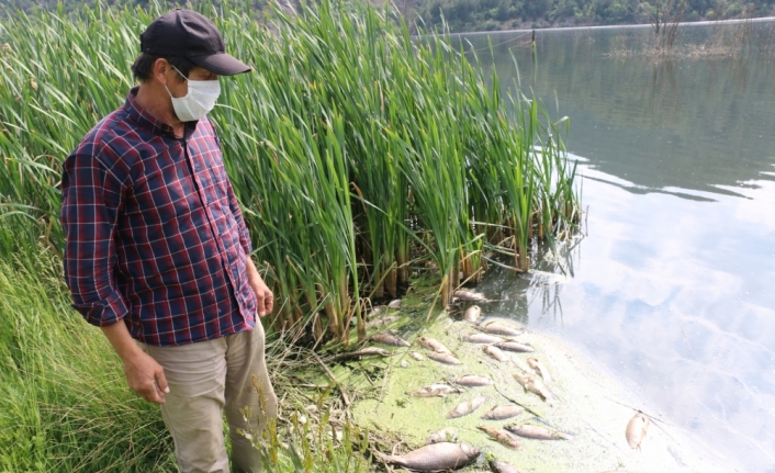 Göynük'te baraj gölündeki toplu balık ölümlerine ilişkin inceleme