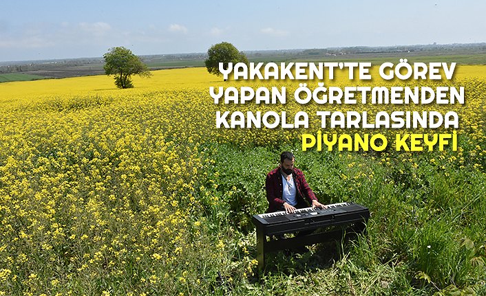 İlkbaharın sarıya boyadığı kanola tarlasında piyano keyfi