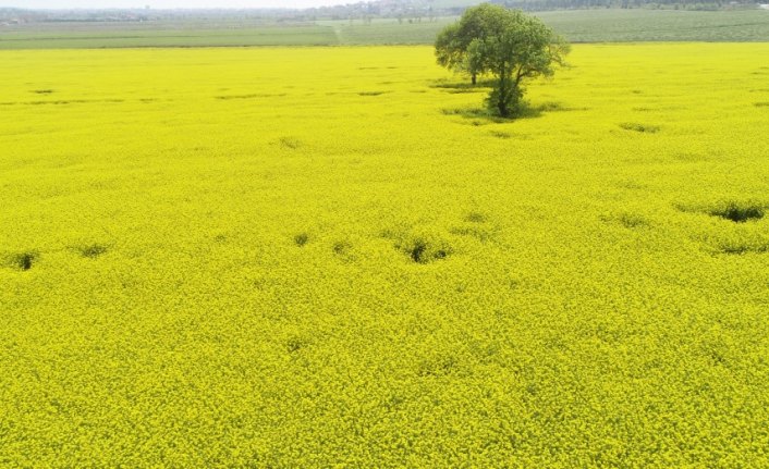 Kanola tarlaları Samsun'u sarıya boyadı