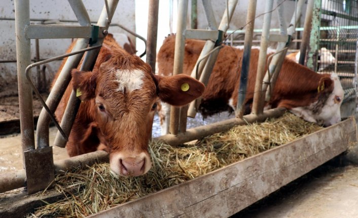 Karabüklü üretici süt üretimini yaklaşık iki katına çıkardı