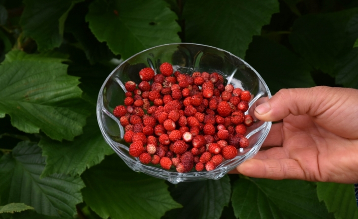 Kilosu 150 liradan satılan dağ çileği kadınlara ekonomik kazanç oldu