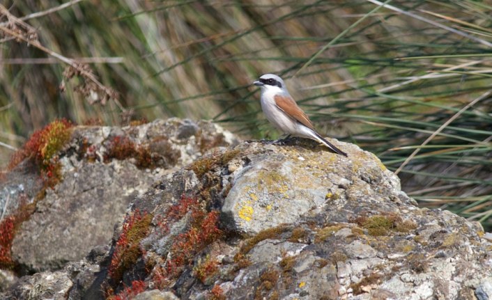Kızılırmak Deltası Kuş Cenneti cıvıltılarla yankılanıyor