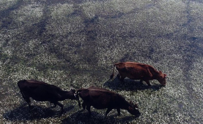 Kızılırmak Deltası Kuş Cenneti ilkbaharda bir başka güzel