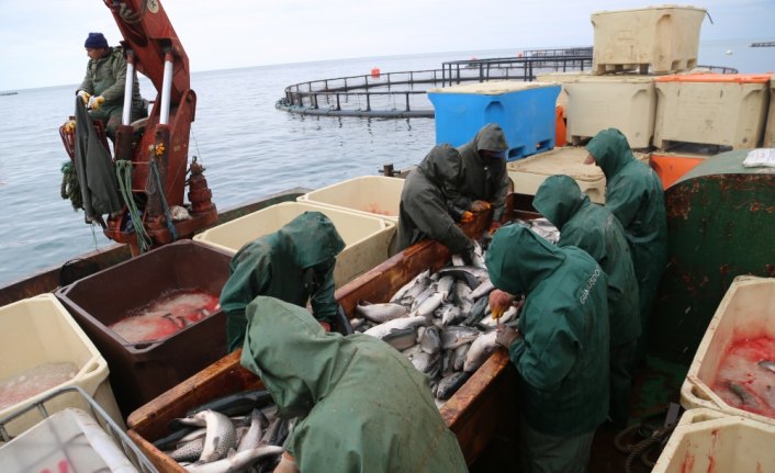 Ordu'da kafes balıkçılığı ekonomiye katkı sağlıyor
