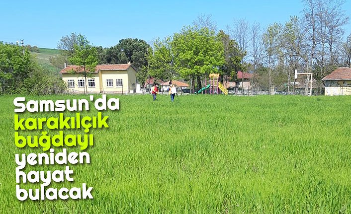 Samsun'da karakılçık buğdayı yeniden hayat bulacak