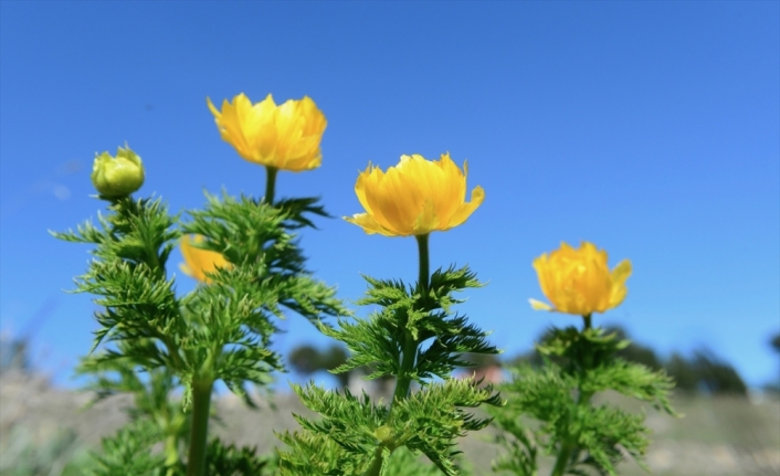 Sarı dağ gülünün yayılış alanları inceleniyor