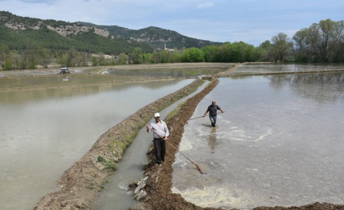 Sinop'ta çeltik ekimine başlandı