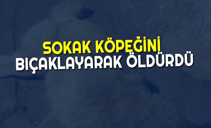 SOKAK KÖPEĞİNİ BIÇAKLAYARAK ÖLDÜRDÜ