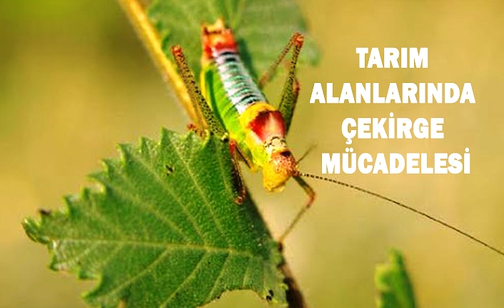TARIM ALANLARINDA ÇEKİRGE MÜCADELESİ