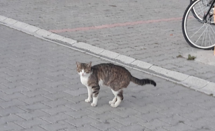 Tokat'ta ağaçta mahsur kalan kediyi itfaiye kurtardı
