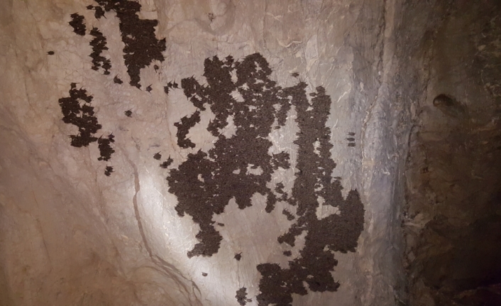 20 yıldır yarasalar üzerinde çalışan biyologdan 