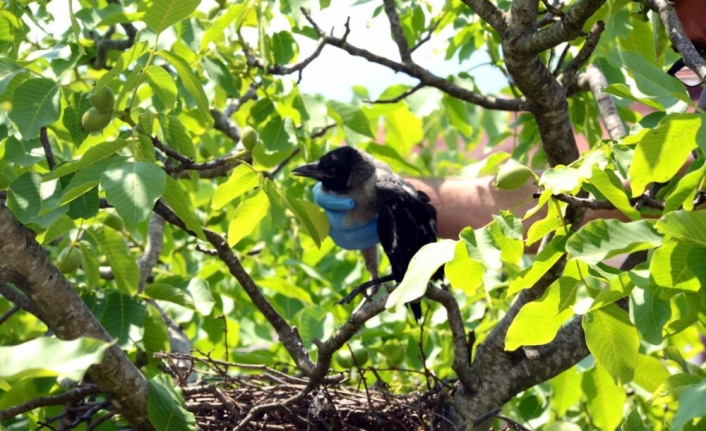 Ayağına ip dolanan karga yavrusunu itfaiye kurtardı